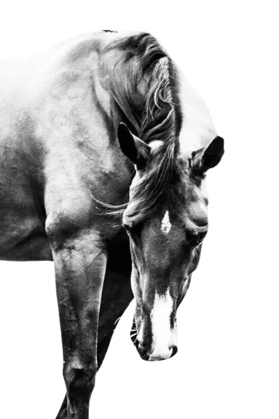 Horse in black and white