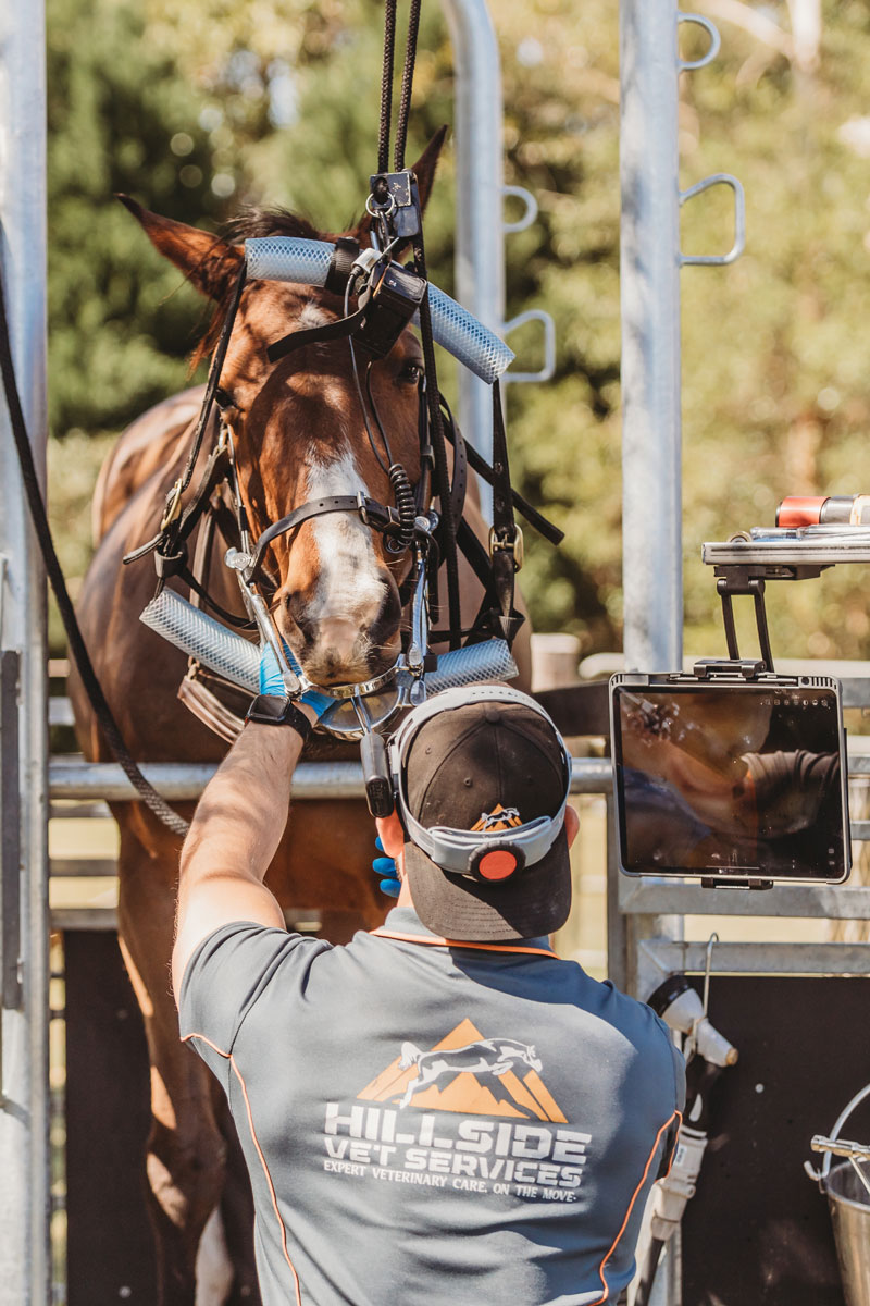 Hillside Vets Dr Tommy performing exam on horse